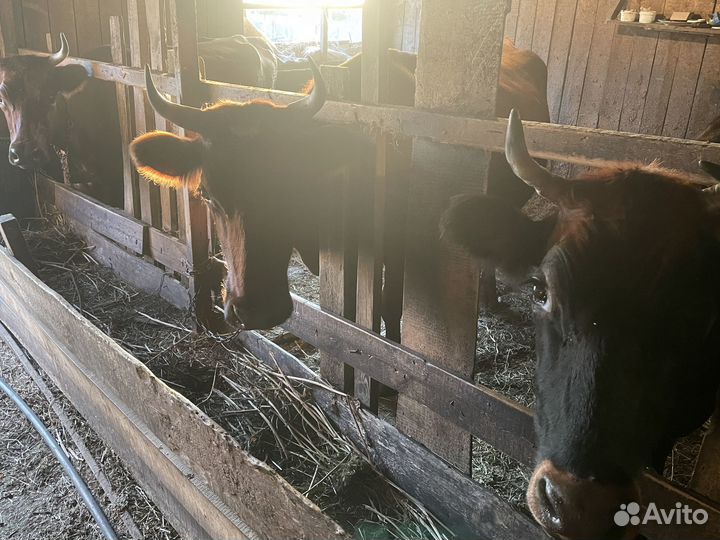 Продам дойных, стельных коров