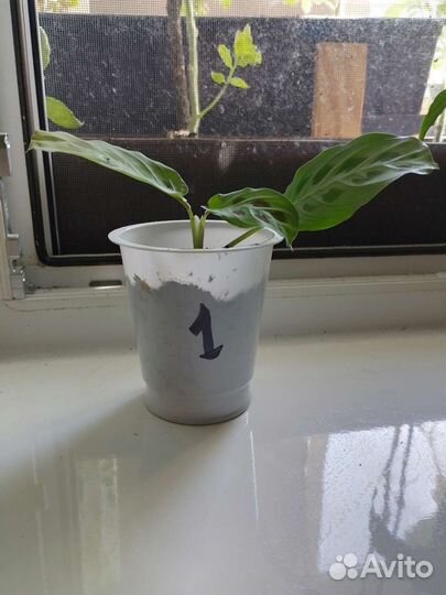 Маранта. Сорт керховена