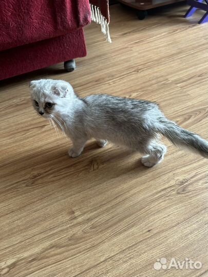 Котята в добрые руки бесплатно