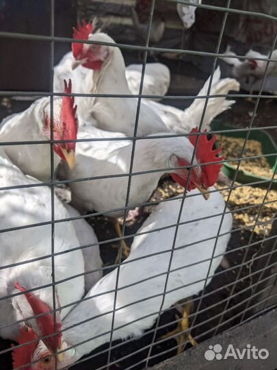 Белые петушки