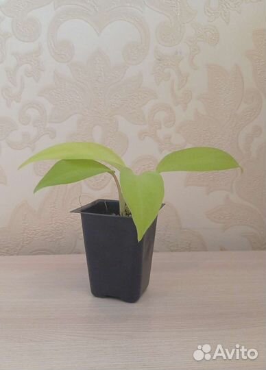 Филодендрон лимон лайм