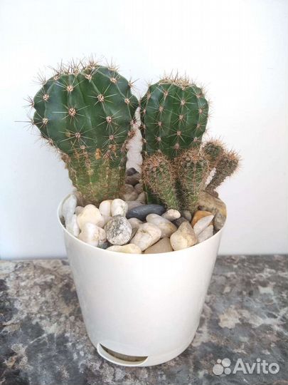 Кактус Эхинопсис
