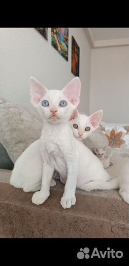 Котята Девон-рекс