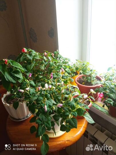 Бальзамин уоллера и афина