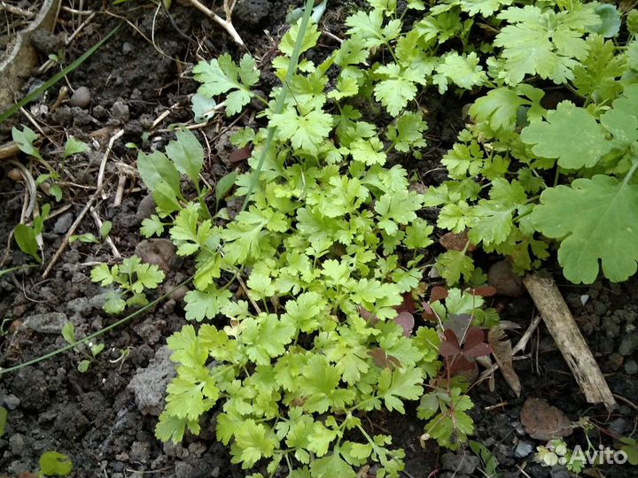 Ромашка мелкая