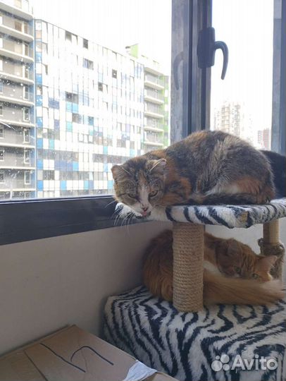 Кошка Лиуза