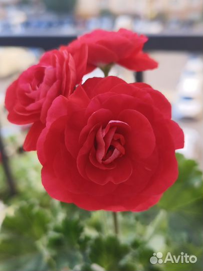 Пеларгонии сортовые