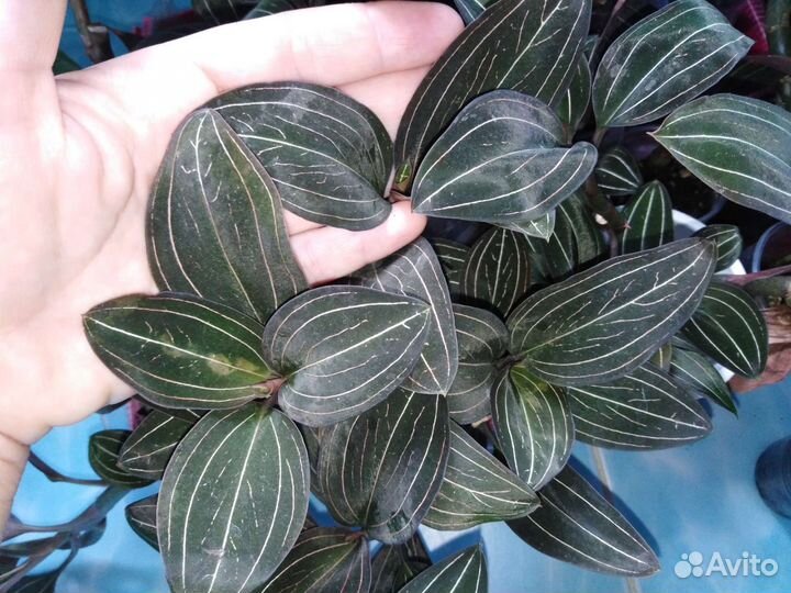 Комнатные растения, драгоценная орхидея, лудизия