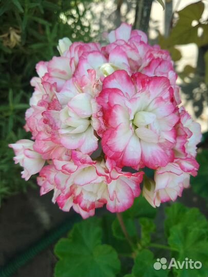 Пеларгония герань