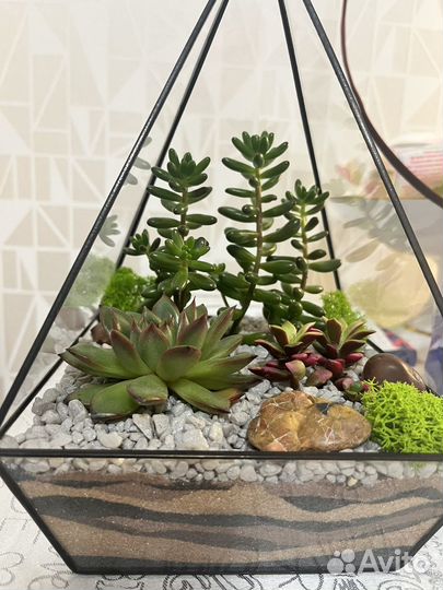 Флорариум суккуленты