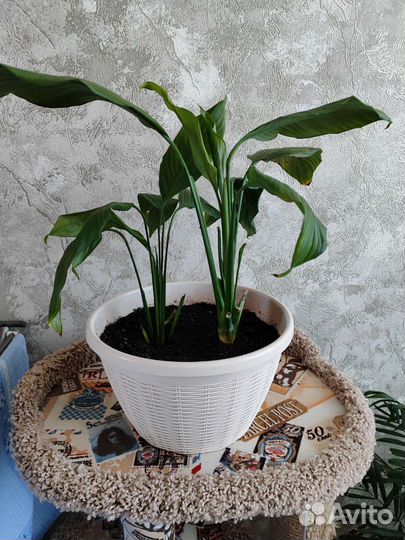 Спатифиллум