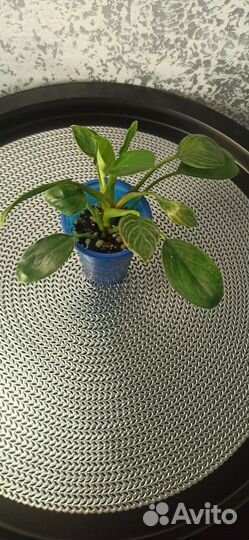 Филодендрон биркин