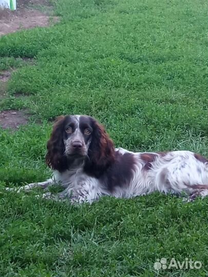 Русский спаниель