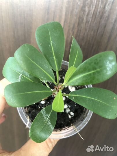 Сортовые фикусы