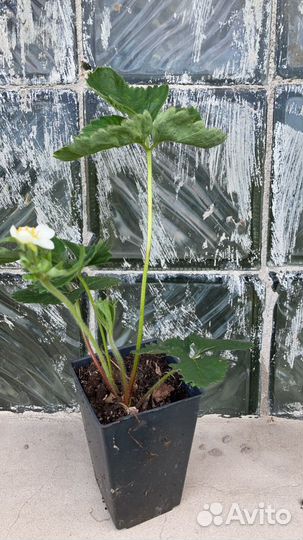 Земклуника «Купчиха»