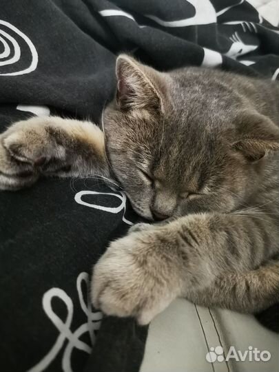 Кошка в дар
