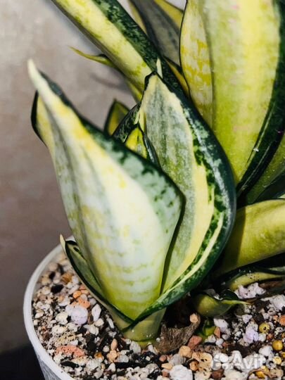 Сансевиерия Ханни Люсиль Полан