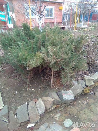 Ель, (калмыцкий можевельник ) вечно зелёный