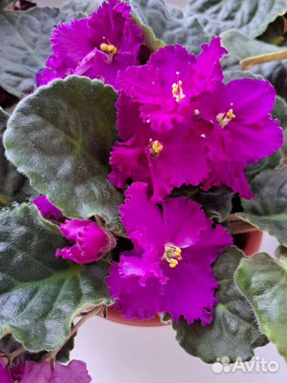 Фиалка в горшочке