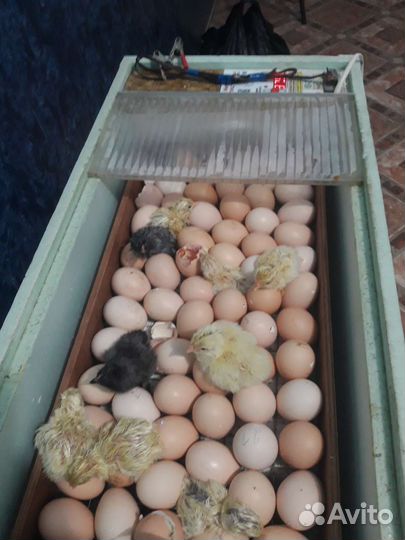 Цыплята породы брама