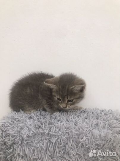 Отдам бесплатно в надежные, ответственные руки