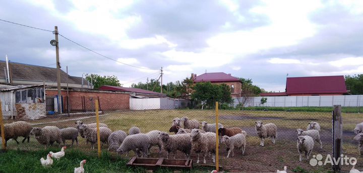 Овцы бараны
