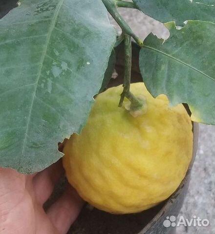 Лимонное дерево для новичков в Смоленске