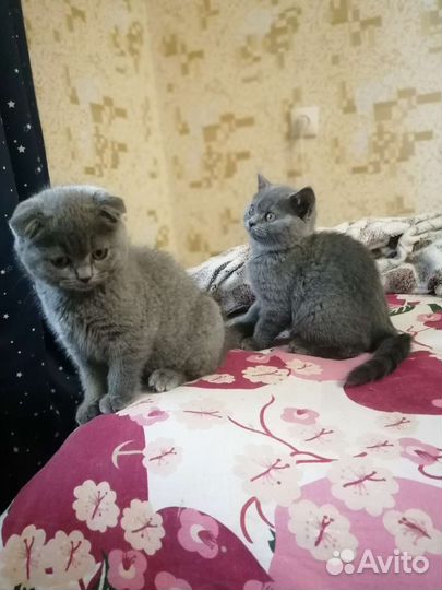 2 сестренки