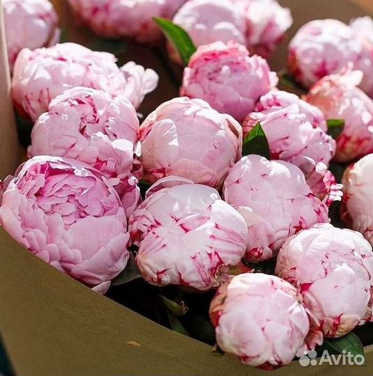 Пионы Розы Доставка