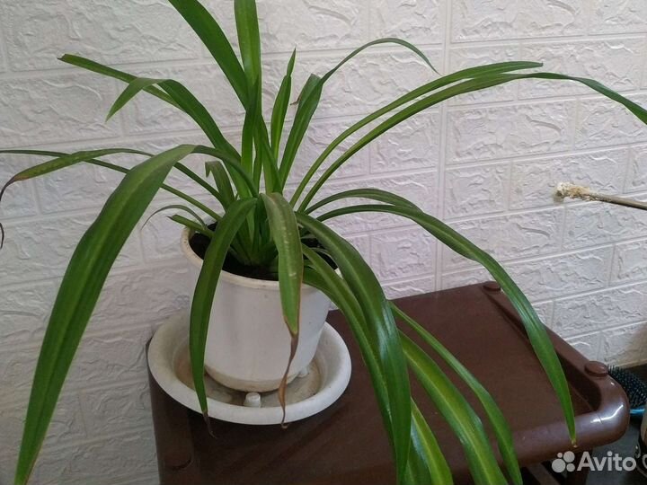 Цветы разные