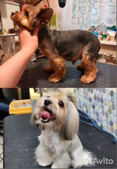 Груминг собак с выездом на дом