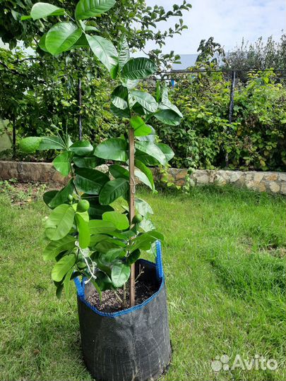 Продам саженцы лимонов