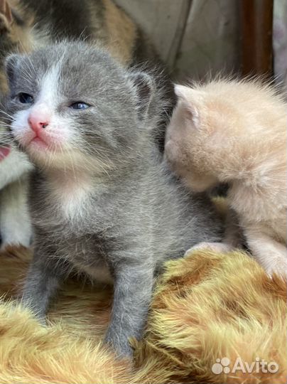 Кошка в дар