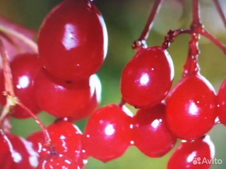 Саженец калины, боярышника