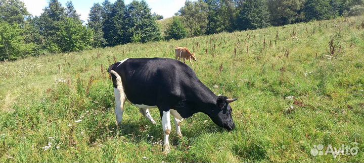 Коровы тельные