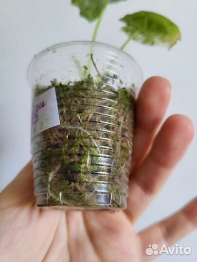 Алоказия фрайдек