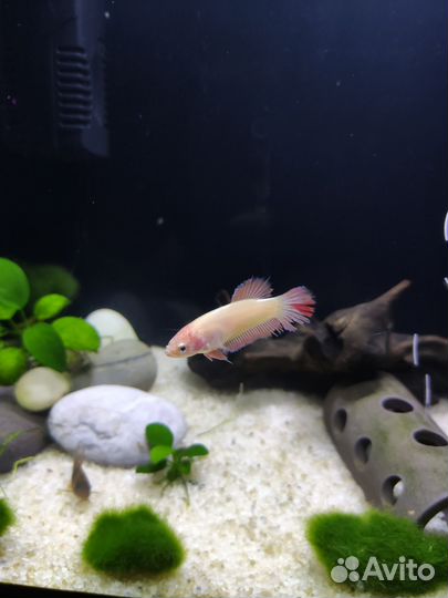 Рыбка петушок самка