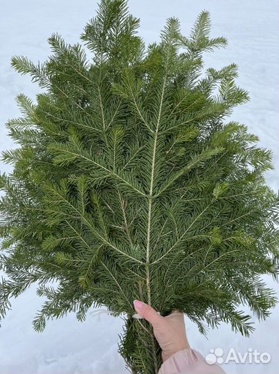 Пихтовые веники