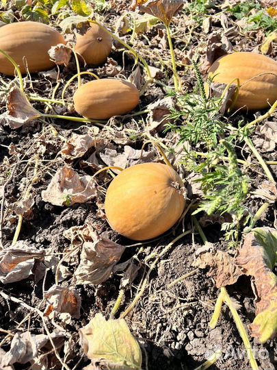 Тыква оптом сорт Дружелюбная