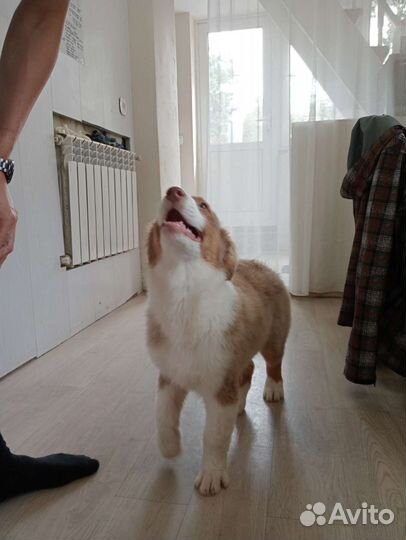 Купить щенка Аусси австралийская овчарка