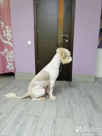 Отдам в добрые руки