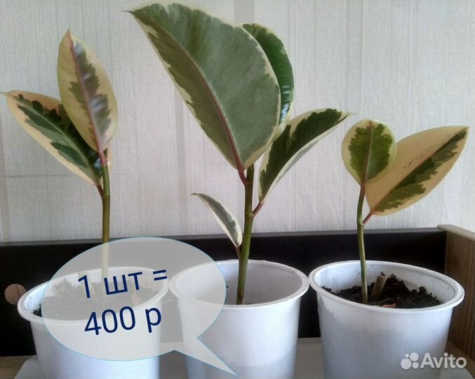 Фикус каучуконосный вариегатный