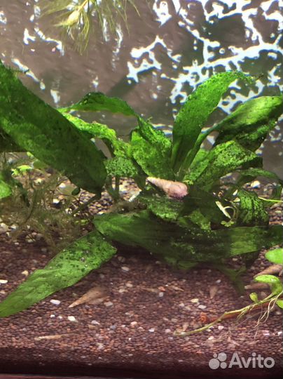 Улитки мелании