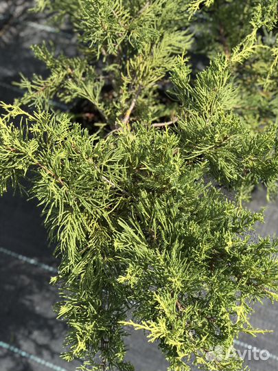 Можжевельники