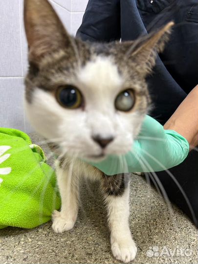 Кошечкам Мусе и Марусе нужна передержка или дом