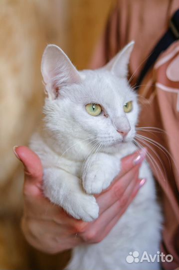 Застенчивая кошечка ждет своих хозяев