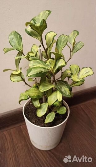 Фикусы Диверсифолия, Наташа, Пумила, Али, Барок