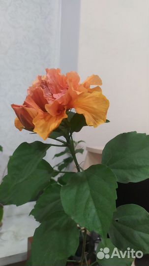 Сортовые гибискусы