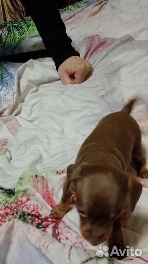 Продам щенят мини той-терьер