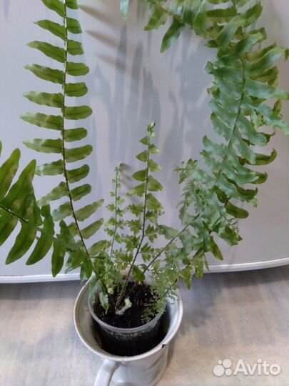 Комнатные растения